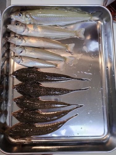 シロギスの釣果