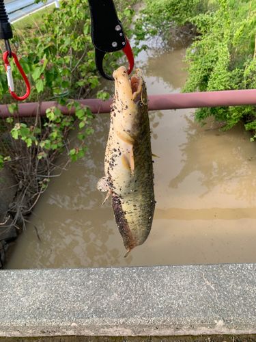 ナマズの釣果