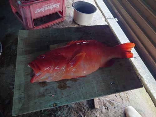 アカジンミーバイの釣果