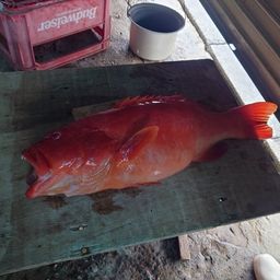 アカジンミーバイ