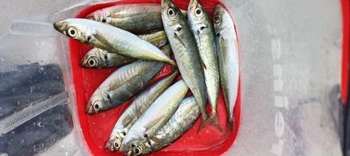 アジの釣果