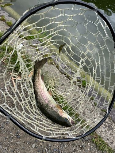 ニジマスの釣果