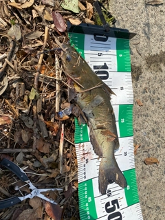 アメリカナマズの釣果