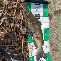 アメリカナマズ