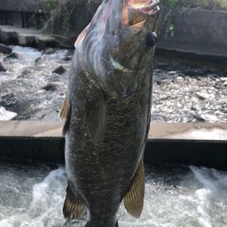 スモールマウスバス