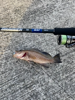 オオモンハタの釣果
