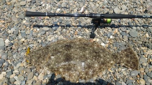ヒラメの釣果