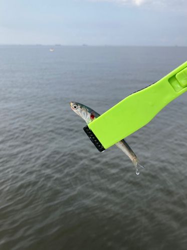 カタクチイワシの釣果