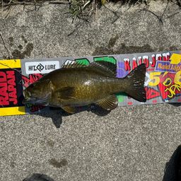 スモールマウスバス