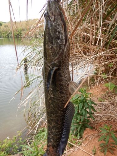 カムルチーの釣果