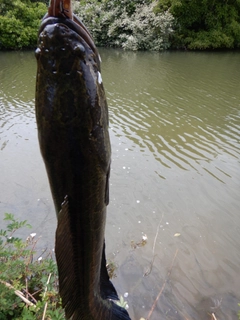 カムルチーの釣果