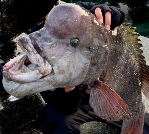 コブダイの釣果