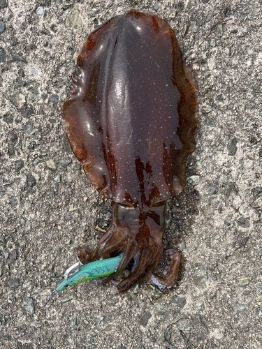 アオリイカの釣果