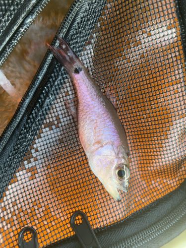 グレの釣果
