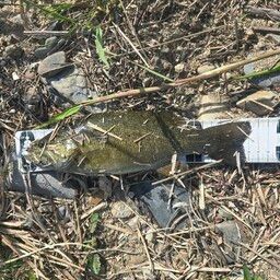 スモールマウスバス