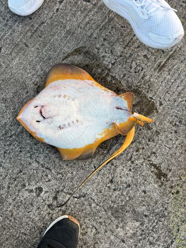 アカエイの釣果