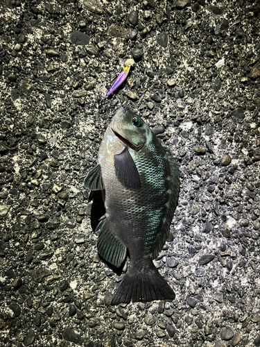 グレの釣果
