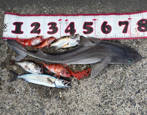 カゴカマスの釣果