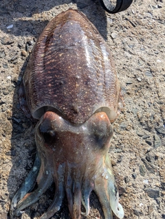 コウイカの釣果