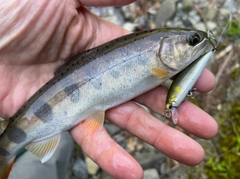 アマゴの釣果
