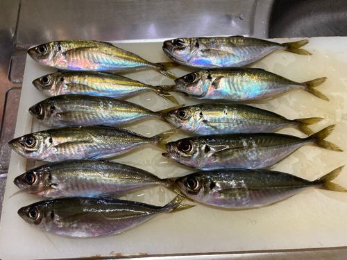 アジの釣果
