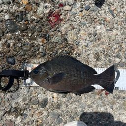 クチブトグレ