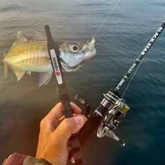 マアジの釣果