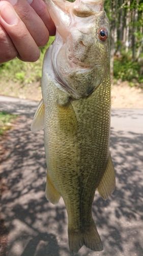 ラージマウスバスの釣果