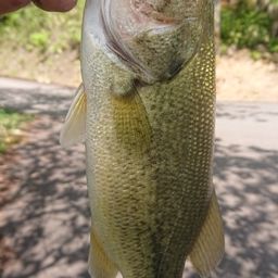 ラージマウスバス