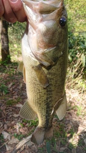 ラージマウスバスの釣果