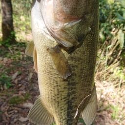 ラージマウスバス