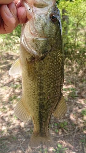 ラージマウスバスの釣果