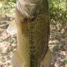 ラージマウスバス