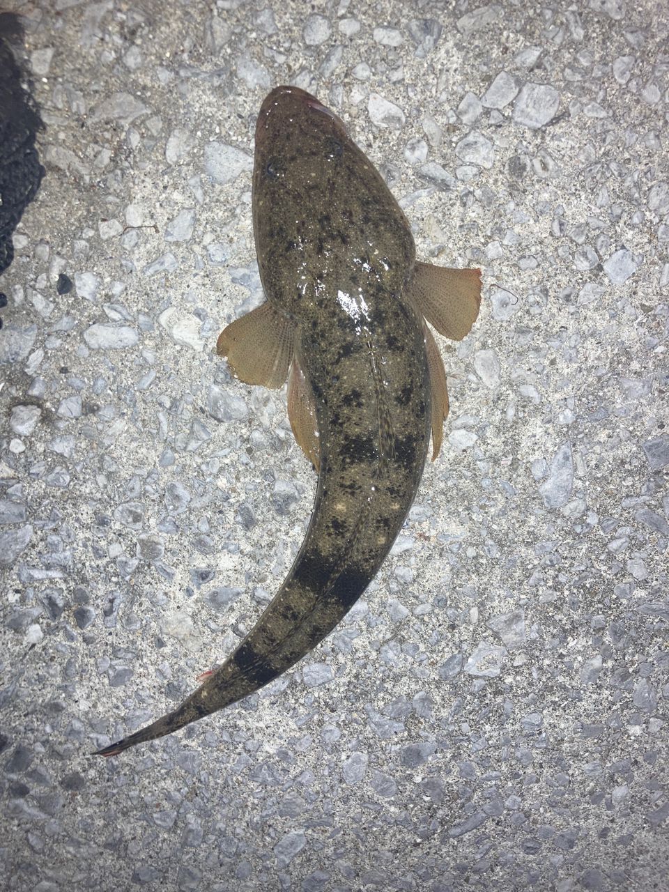 マゴチ