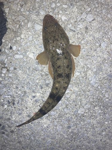 マゴチの釣果