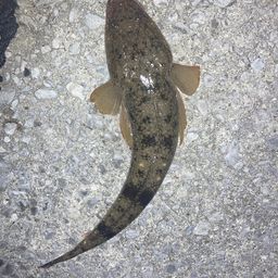 マゴチ