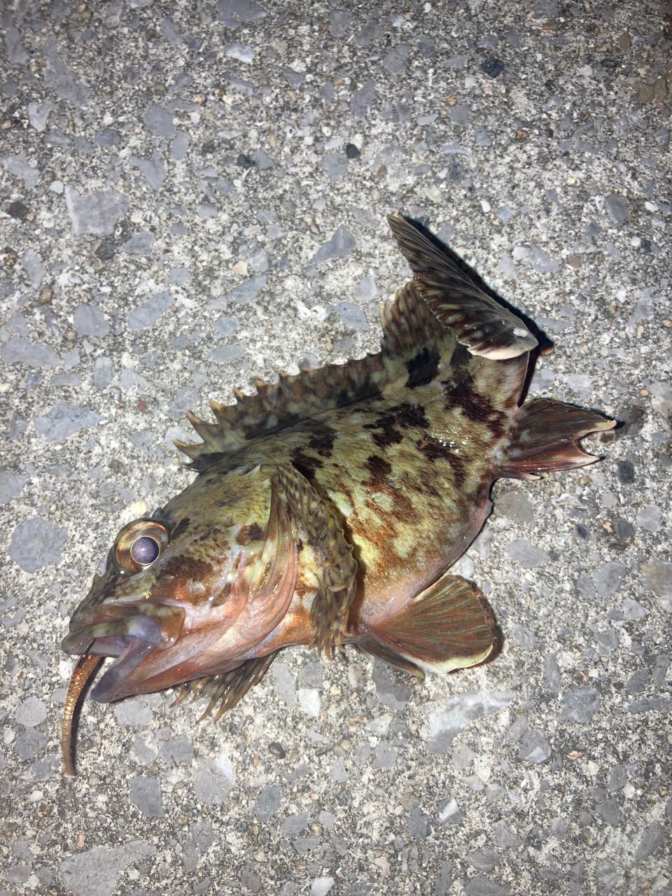マゴチ