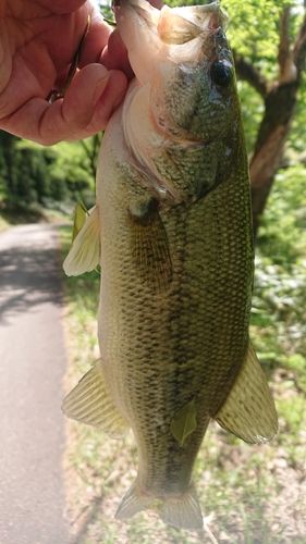 ラージマウスバスの釣果