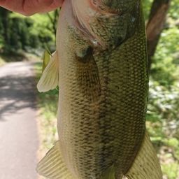 ラージマウスバス