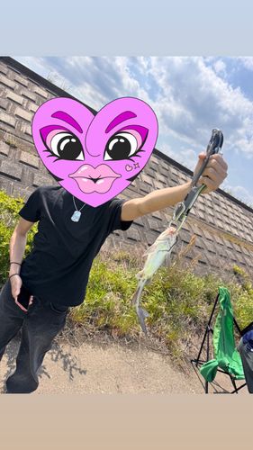 アメリカナマズの釣果