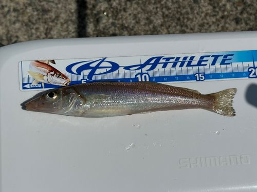 キスの釣果