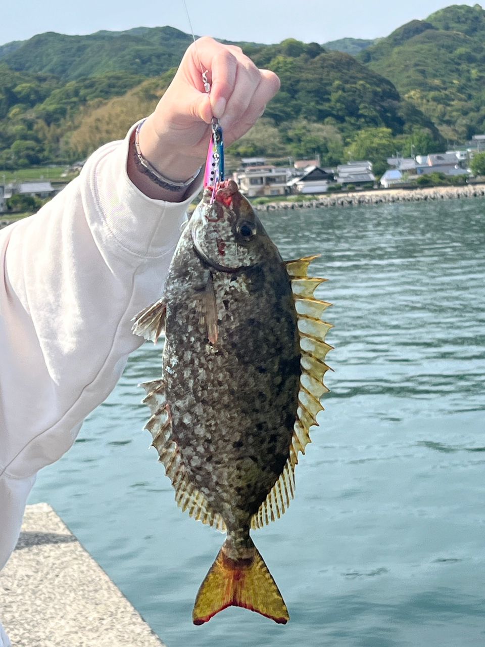 アイゴ