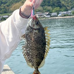 アイゴ