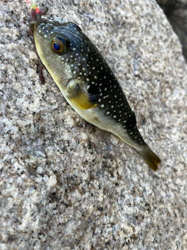 クサフグの釣果