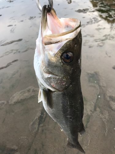 マルスズキの釣果