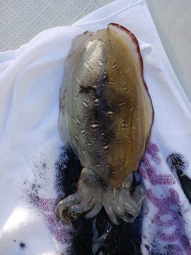 コウイカの釣果
