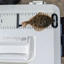 カレイ