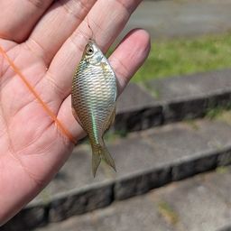 タイリクバラタナゴ