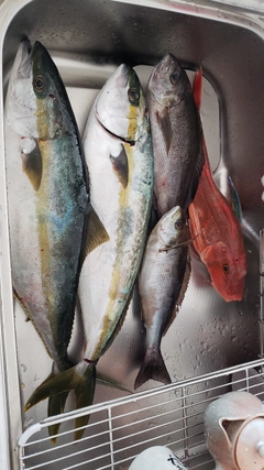 ヒラスの釣果