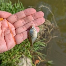 タイリクバラタナゴ